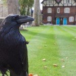 tower-of-london-raven